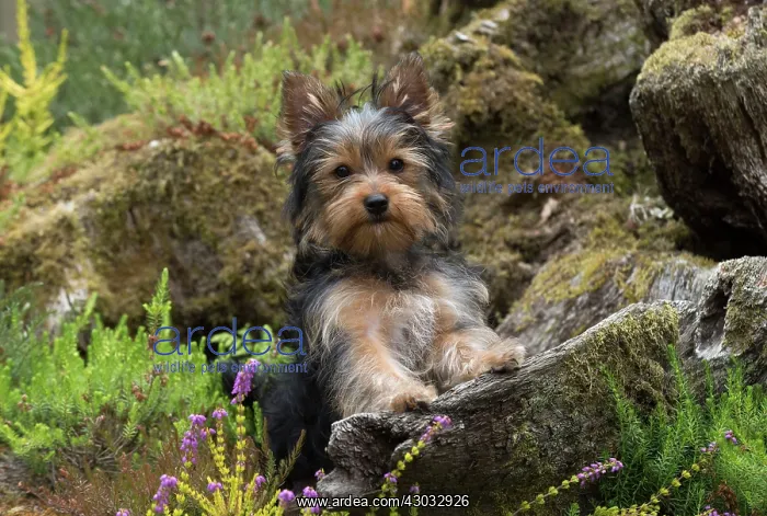 : Dog Yorkshire Terrier 9 week old puppy in a stumpery with heather : Dog Yorkshire Terrier 9 week old puppy in a stumpery with heather