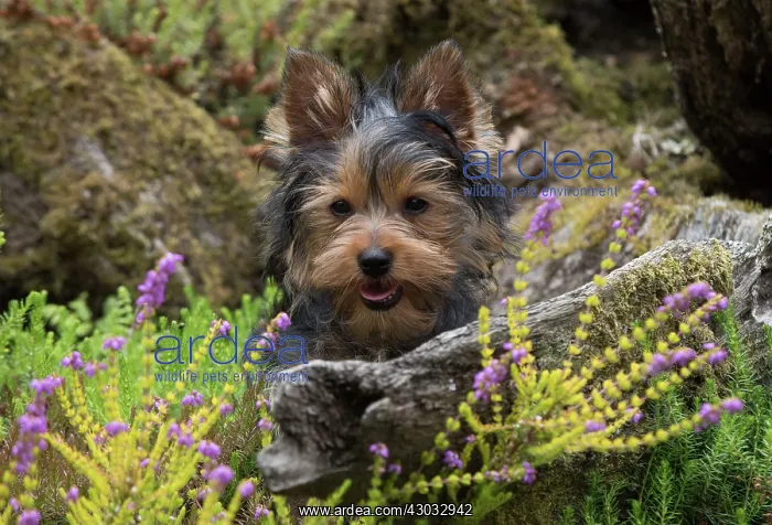 : Dog Yorkshire Terrier 9 week old puppy in a stumpery with heather : Dog Yorkshire Terrier 9 week old puppy in a stumpery with heather