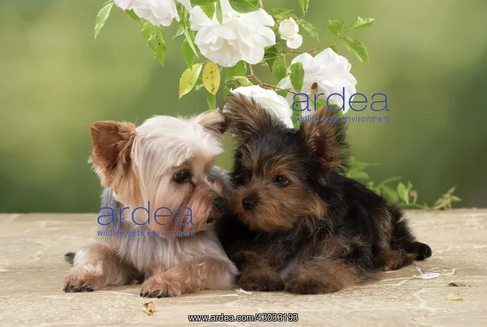 : Dog Yorkshire Terrier adult and 9 week old puppy with roses : Dog Yorkshire Terrier adult and 9 week old puppy with roses