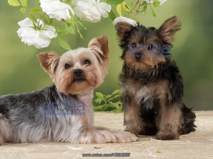 : Dog Yorkshire Terrier adult and 9 week old puppy with roses : Dog Yorkshire Terrier adult and 9 week old puppy with roses