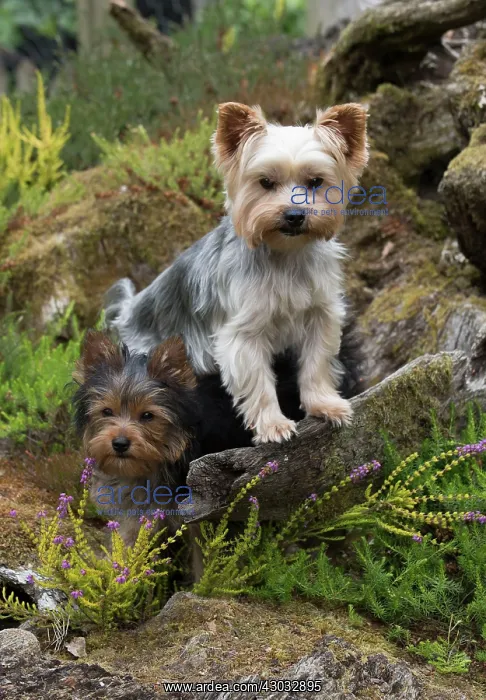: Dog Yorkshire Terrier adult and 9 week old puppy in a stumpery with heather : Dog Yorkshire Terrier adult and 9 week old puppy in a stumpery with heather
