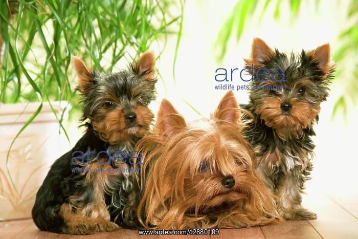 : Dog - Yorkshire Terrier - adult with two puppies : Dog - Yorkshire Terrier - adult with two puppies