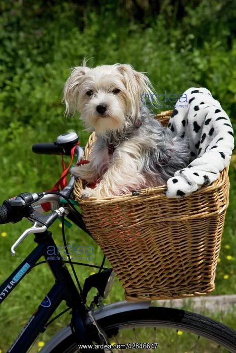  : Dog - Yorkshire Terrier in bicycle basket