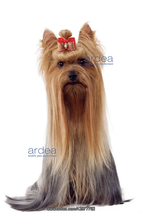 : Dog - Yorkshire Terrier with bow in its hair : Dog - Yorkshire Terrier with bow in its hair