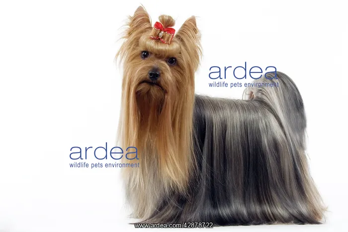 : Dog - Yorkshire Terrier with bow in its hair : Dog - Yorkshire Terrier with bow in its hair