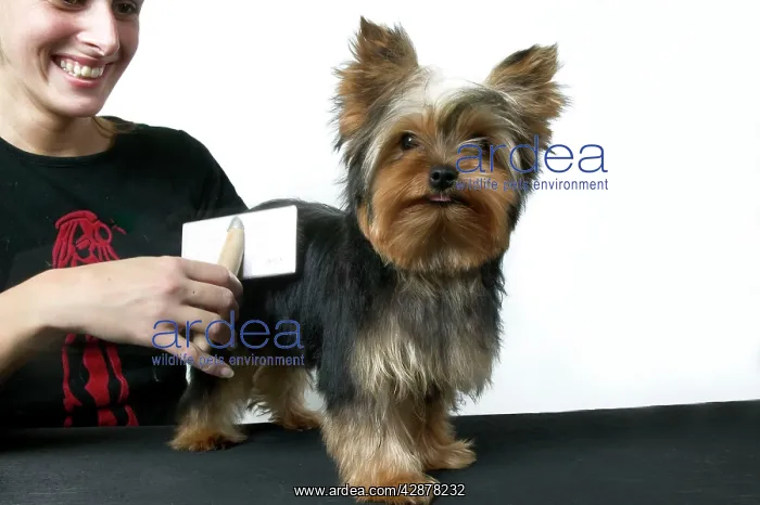  : Dog - Yorkshire Terrier, being brushed