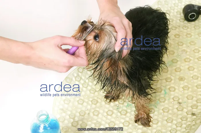 : Dog - Yorkshire Terrier being brushed having been : Dog - Yorkshire Terrier being brushed having been