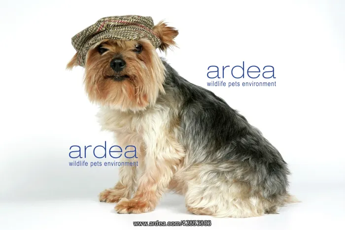 : DOG. Yorkshire terrier with cap / hat on : DOG. Yorkshire terrier with cap / hat on