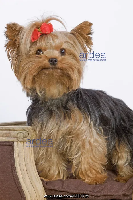  : Dog - Yorkshire Terrier on chair