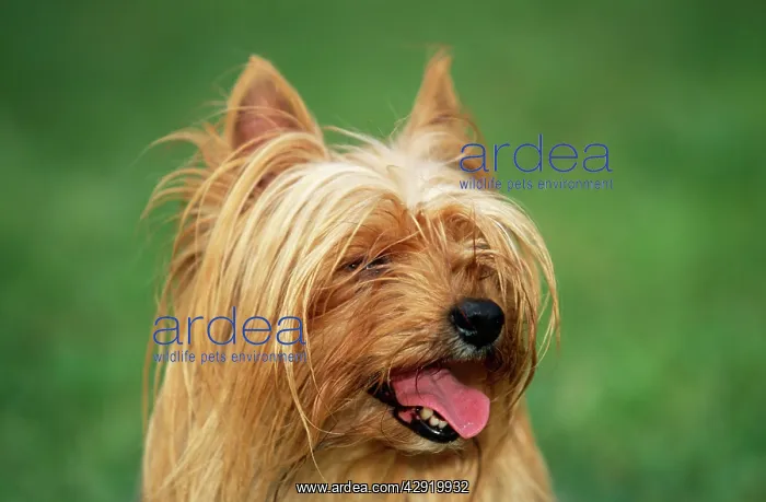 : DOG, Yorkshire Terrier - close-up of head : DOG, Yorkshire Terrier - close-up of head