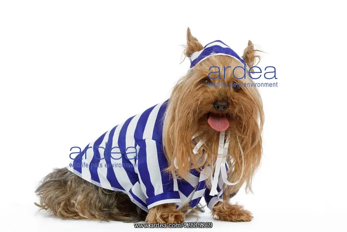 : Dog - Yorkshire Terrier dressed up in blue and : Dog - Yorkshire Terrier dressed up in blue and