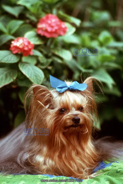  : DOG - Yorkshire Terrier, in garden wearing ribbon
