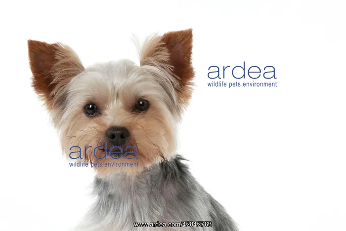 : DOG - Yorkshire terrier (head shot) : DOG - Yorkshire terrier (head shot)