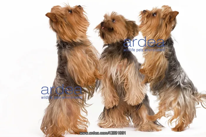  : Dog - Yorkshire terrier - three on hind legs