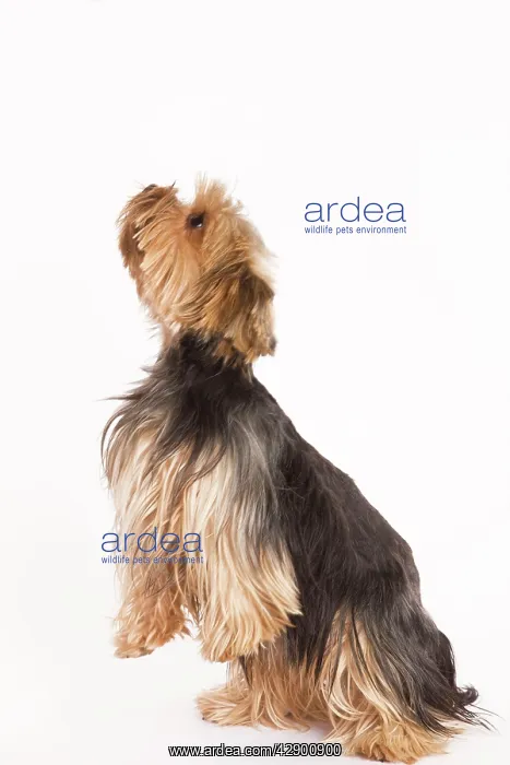  : Dog - Yorkshire terrier on hind legs
