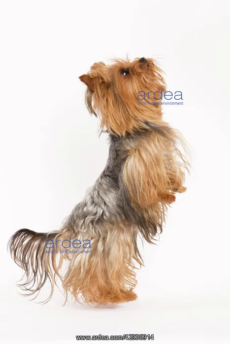  : Dog - Yorkshire terrier on hind legs
