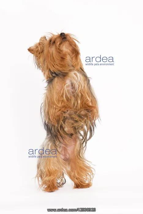  : Dog - Yorkshire terrier on hind legs