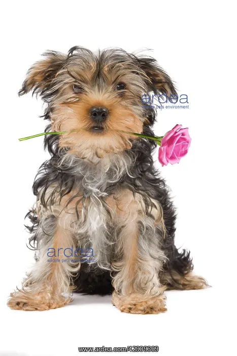 : Dog - Yorkshire Terrier holding rose in mouth : Dog - Yorkshire Terrier holding rose in mouth
