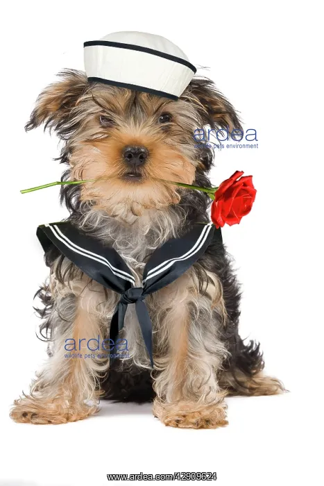: Dog - Yorkshire Terrier holding rose wearing sailor outfit : Dog - Yorkshire Terrier holding rose wearing sailor outfit