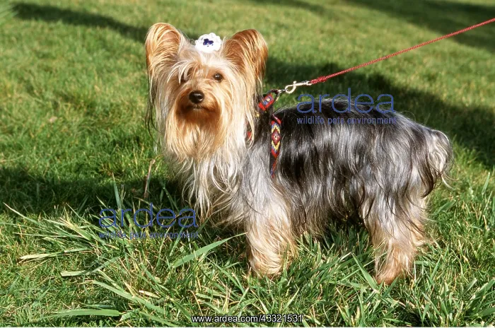 : DOG -YORKSHIRE TERRIER ON LEAD : DOG -YORKSHIRE TERRIER ON LEAD