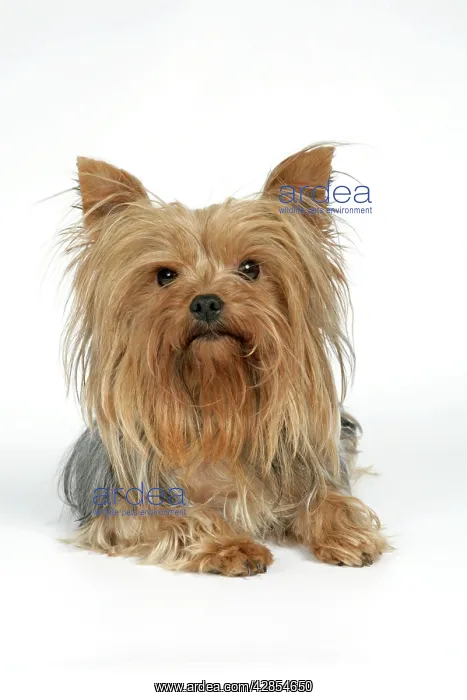 : DOG. Yorkshire terrier lying down : DOG. Yorkshire terrier lying down