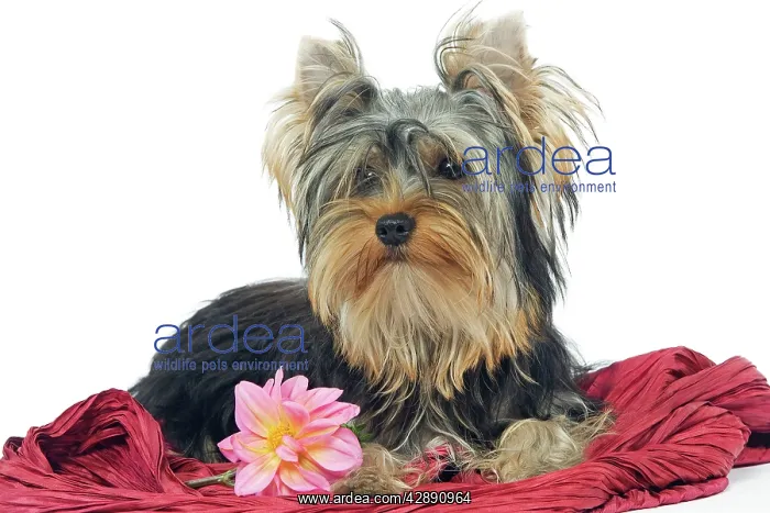  : Dog - Yorkshire Terrier lying down