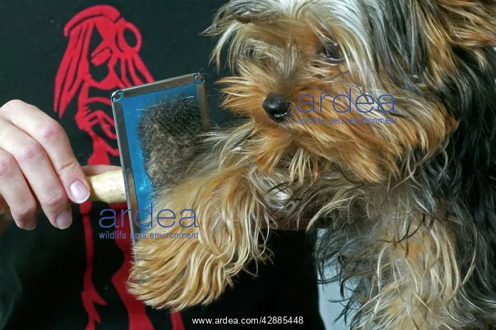 : Dog - Yorkshire Terrier with owner being brushed : Dog - Yorkshire Terrier with owner being brushed