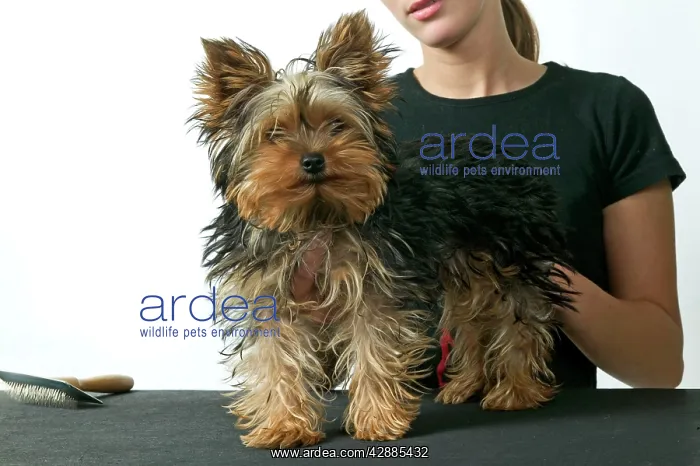  : Dog - Yorkshire Terrier with owner about to be groomed