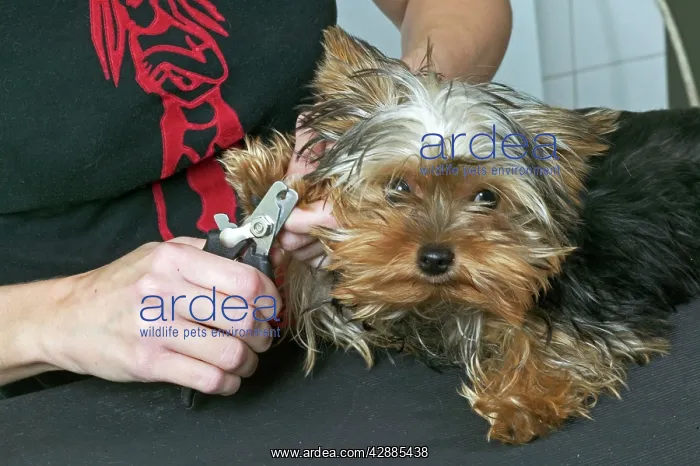 : Dog - Yorkshire Terrier with owner having nails clipped : Dog - Yorkshire Terrier with owner having nails clipped