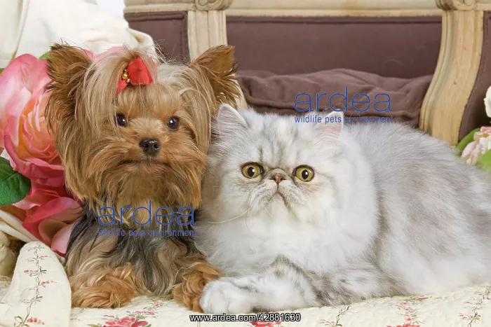 : Dog - Yorkshire Terrier and Persian Cat : Dog - Yorkshire Terrier and Persian Cat