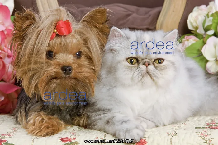 : Dog - Yorkshire Terrier with Persian cat on floral fabric : Dog - Yorkshire Terrier with Persian cat on floral fabric