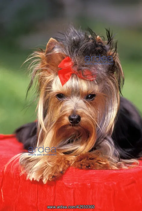 : Dog - Yorkshire Terrier posing : Dog - Yorkshire Terrier posing