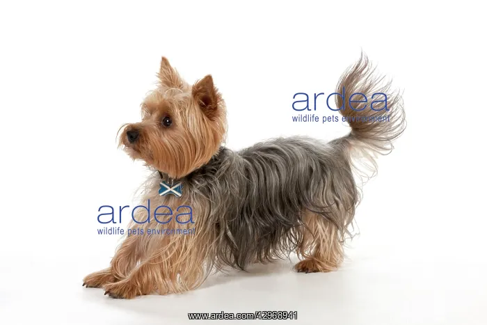 : DOG - Yorkshire Terrier in a pounce stance : DOG - Yorkshire Terrier in a pounce stance