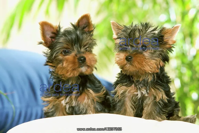  : Dog - two Yorkshire Terrier puppies