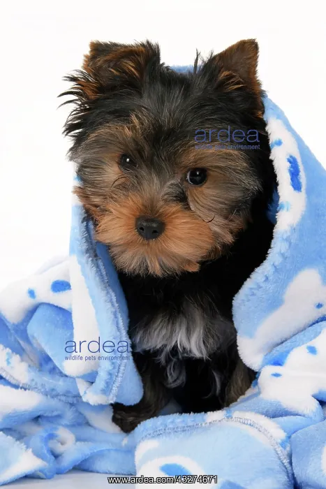 : DOG. Yorkshire Terrier puppy, 13 weeks old, wrapped in a bl : DOG. Yorkshire Terrier puppy, 13 weeks old, wrapped in a bl