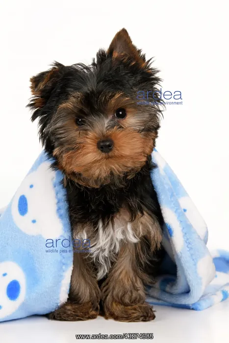 : DOG. Yorkshire Terrier puppy, 13 weeks old, wrapped in a bl : DOG. Yorkshire Terrier puppy, 13 weeks old, wrapped in a bl