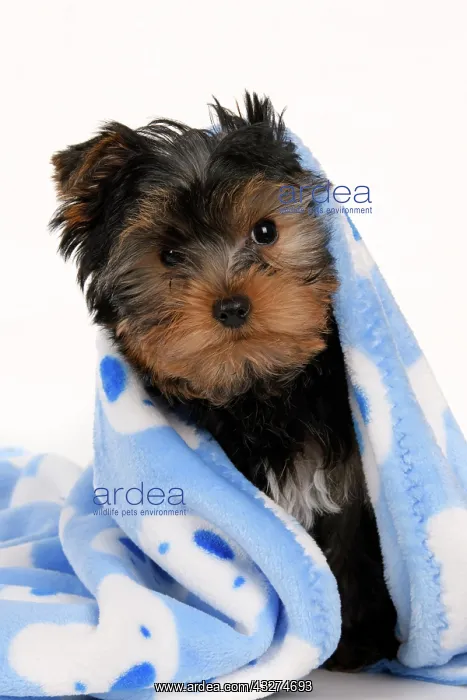  : DOG. Yorkshire Terrier puppy, 13 weeks old, wrapped in a bl