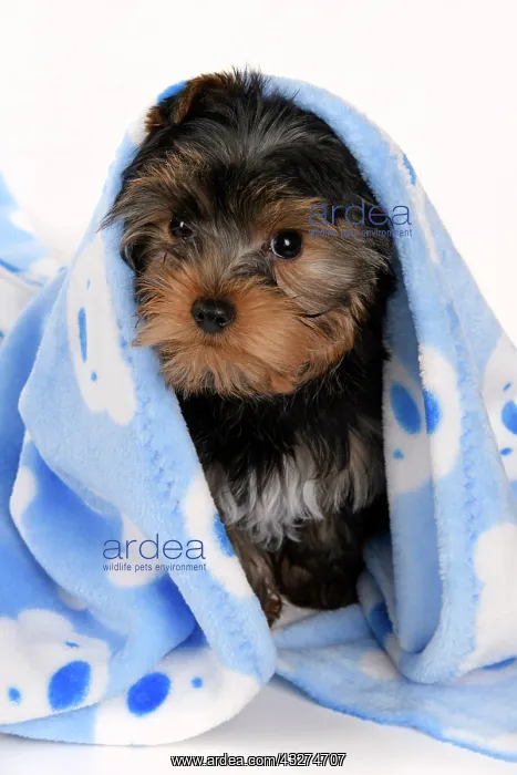 : DOG. Yorkshire Terrier puppy, 13 weeks old, wrapped in a bl : DOG. Yorkshire Terrier puppy, 13 weeks old, wrapped in a bl