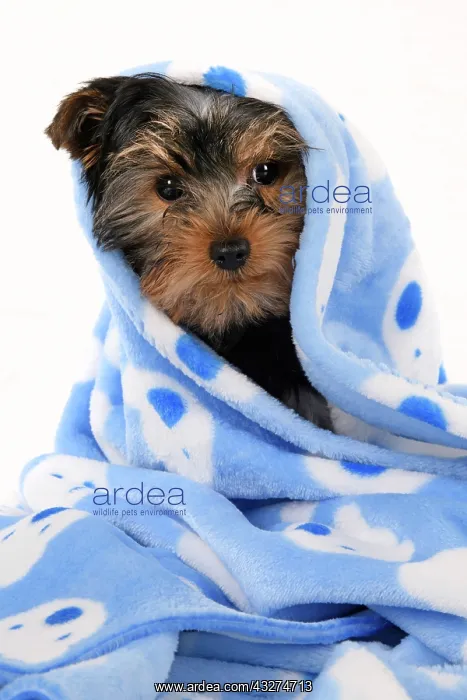 : DOG. Yorkshire Terrier puppy, 13 weeks old, wrapped in a bl : DOG. Yorkshire Terrier puppy, 13 weeks old, wrapped in a bl