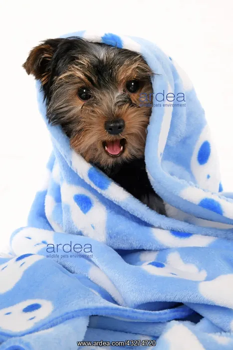 : DOG. Yorkshire Terrier puppy, 13 weeks old, wrapped in a bl : DOG. Yorkshire Terrier puppy, 13 weeks old, wrapped in a bl