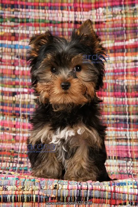 : DOG. Yorkshire Terrier puppy, 13 weeks old, Yorkie, on a col : DOG. Yorkshire Terrier puppy, 13 weeks old, Yorkie, on a col