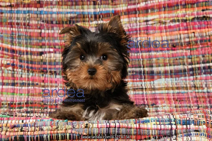 : DOG. Yorkshire Terrier puppy, 13 weeks old, Yorkie, on a col : DOG. Yorkshire Terrier puppy, 13 weeks old, Yorkie, on a col