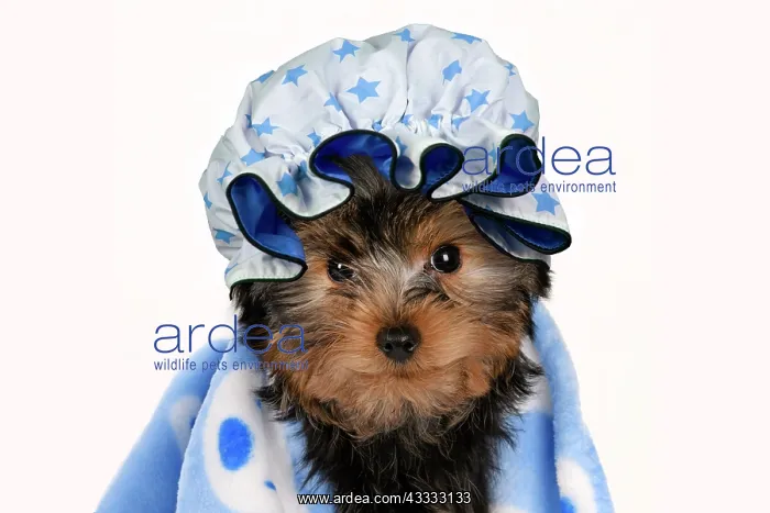 : DOG. Yorkshire Terrier puppy, 13 weeks old, wrapped : DOG. Yorkshire Terrier puppy, 13 weeks old, wrapped