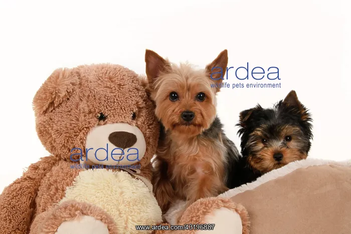 : DOG. Yorkshire Terrier puppy, 13 weeks old puppy, and adult : DOG. Yorkshire Terrier puppy, 13 weeks old puppy, and adult