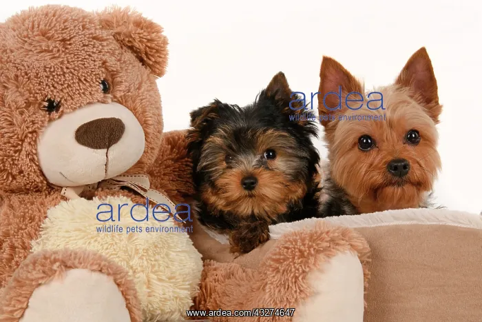 : DOG. Yorkshire Terrier puppy, 13 weeks old puppy, and adult : DOG. Yorkshire Terrier puppy, 13 weeks old puppy, and adult