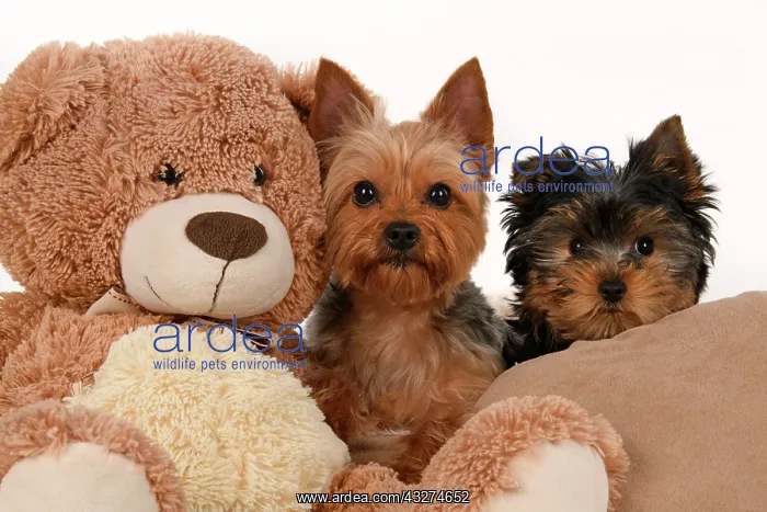 : DOG. Yorkshire Terrier puppy, 13 weeks old puppy, and adult : DOG. Yorkshire Terrier puppy, 13 weeks old puppy, and adult