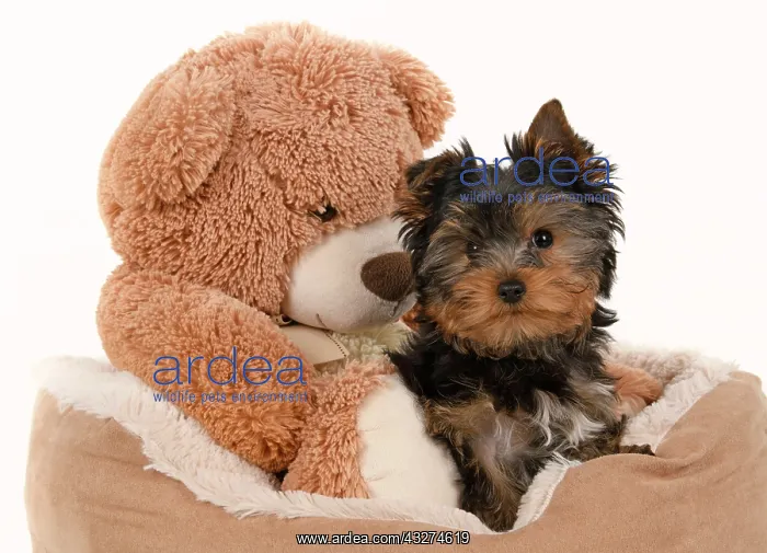 : DOG. Yorkshire Terrier puppy, 13 weeks old sitting with a la : DOG. Yorkshire Terrier puppy, 13 weeks old sitting with a la