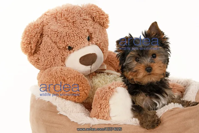  : DOG. Yorkshire Terrier puppy, 13 weeks old sitting with a la