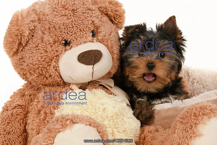 : DOG. Yorkshire Terrier puppy, 13 weeks old sitting with a la : DOG. Yorkshire Terrier puppy, 13 weeks old sitting with a la