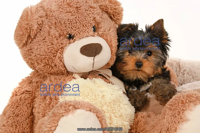: DOG. Yorkshire Terrier puppy, 13 weeks old sitting with a la : DOG. Yorkshire Terrier puppy, 13 weeks old sitting with a la
